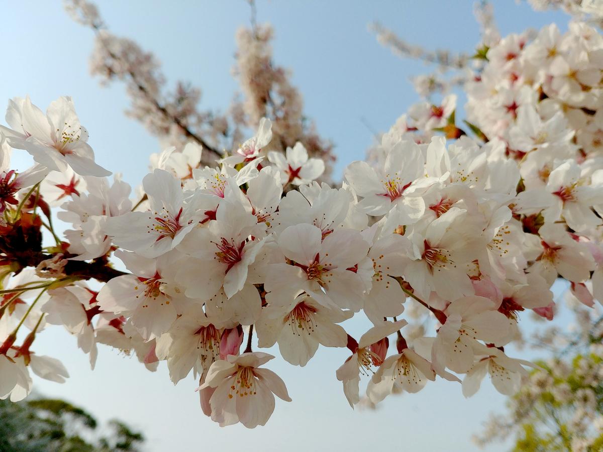 桜